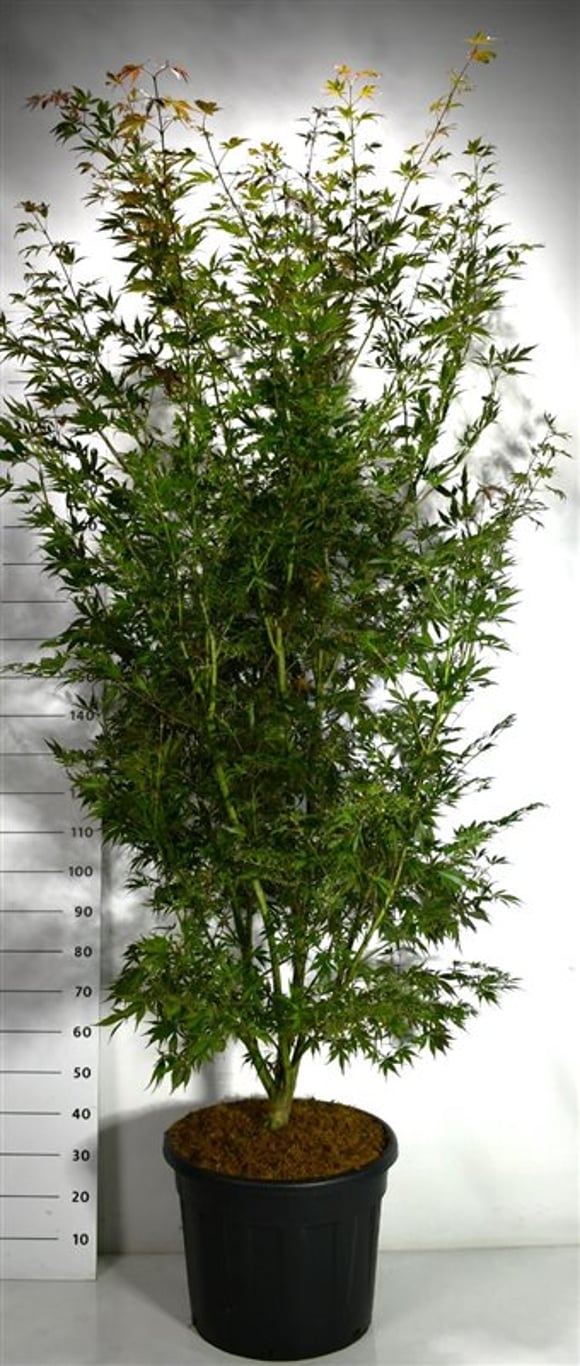 Acer pal. 'Sumi-nagashi' - C70 200-250 CM